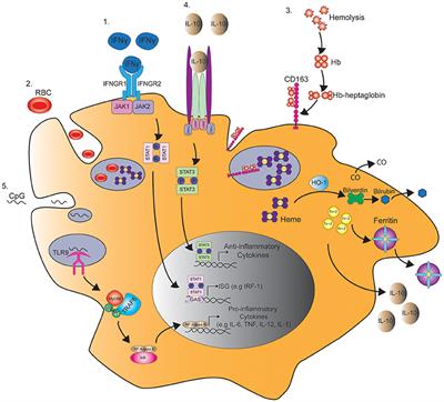 The Immunology of Macrophage Activation Syndrome